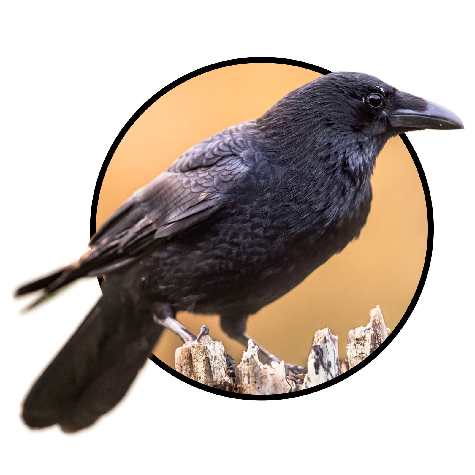 Crow on branch