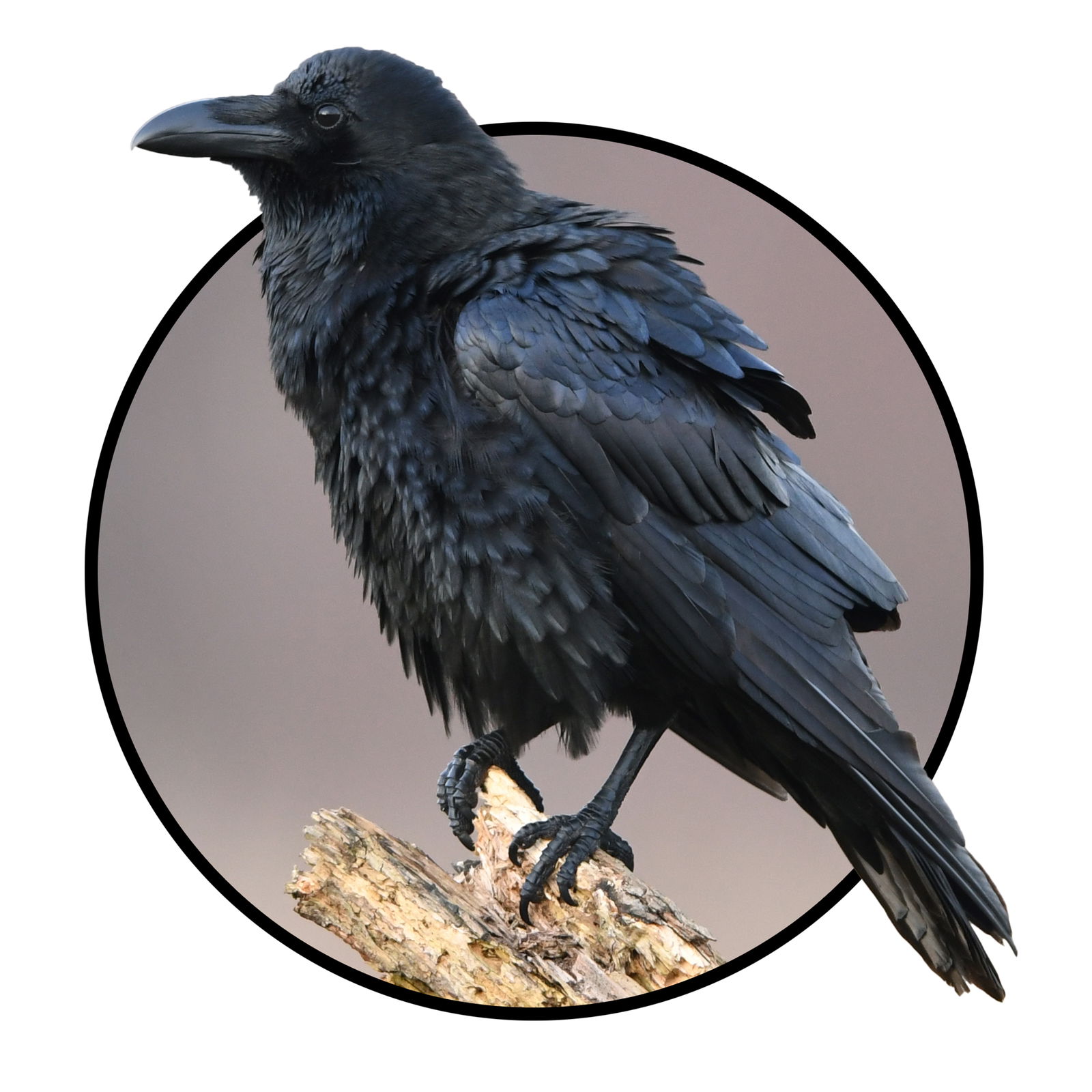 Raven on branch