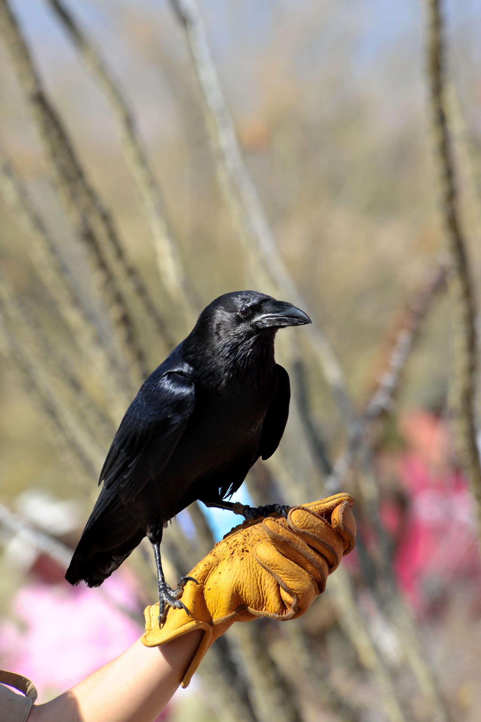 Raven