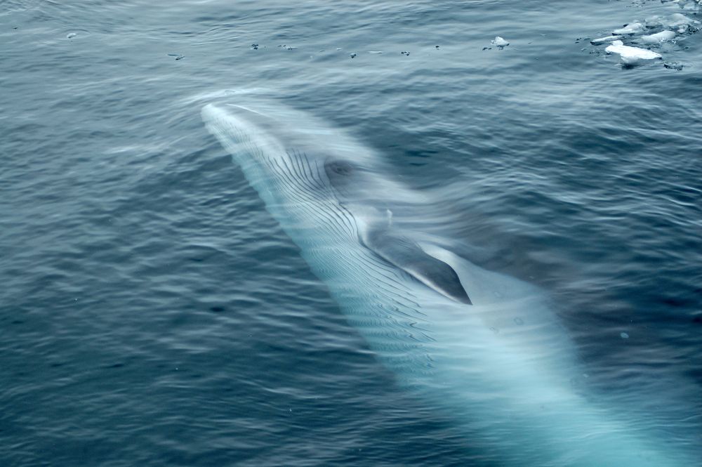 Minke Whale
