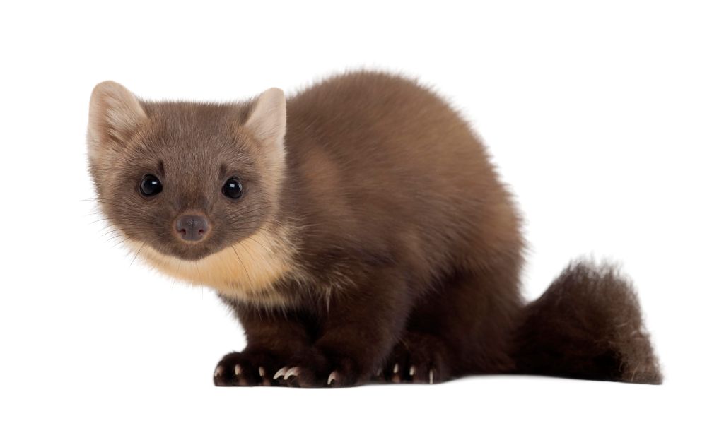 Pine Martens