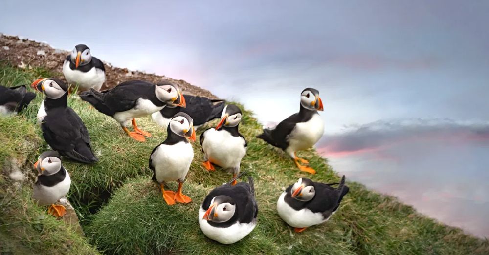 Puffin Penguins