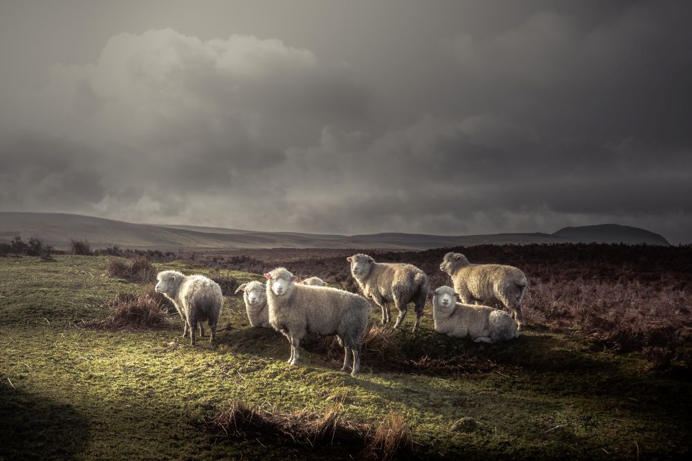 sheep