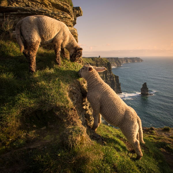 Sheep grazing on a hill.