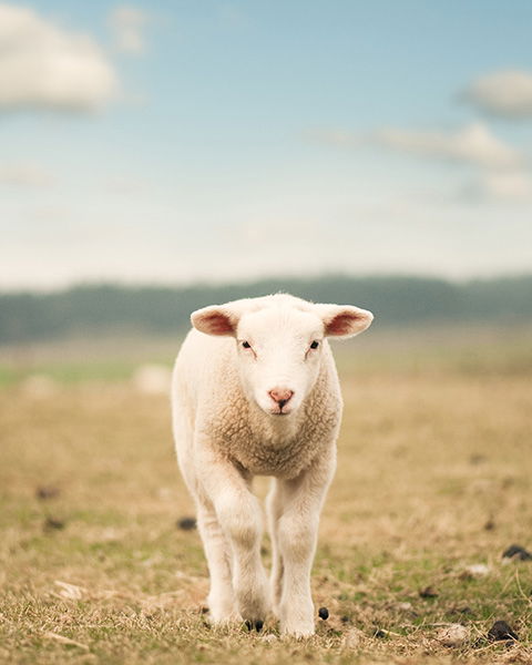 A lamb facing forward.