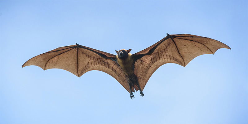 Flying Bat