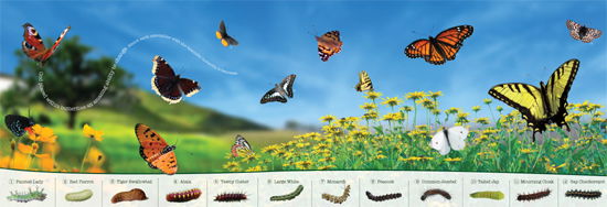 Butterflies and Caterpillars