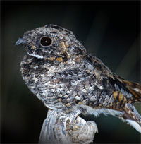 Common Poorwill