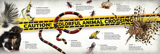 Colorful Animals