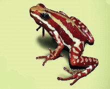 Phantasmal Poison Dart Frog