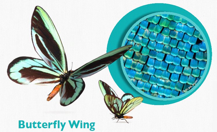 Butterfly Wing