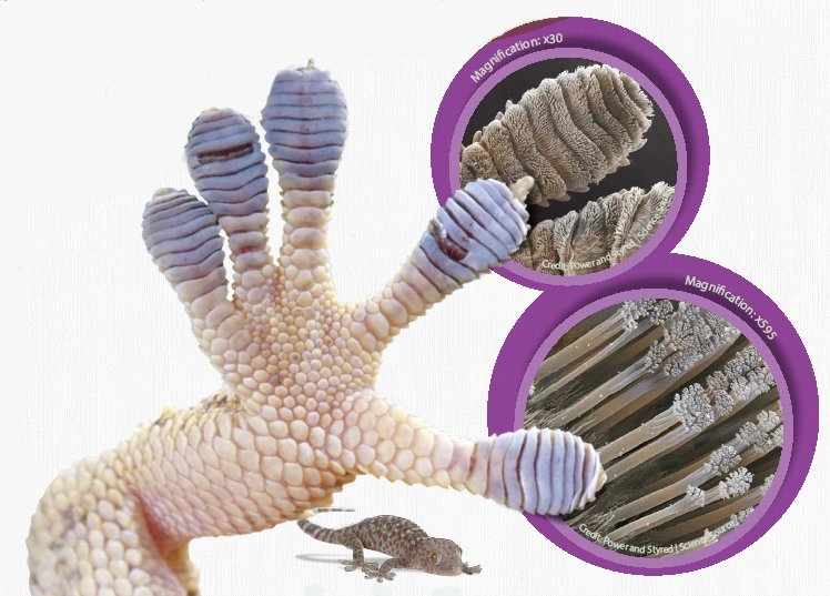 Gecko Feet