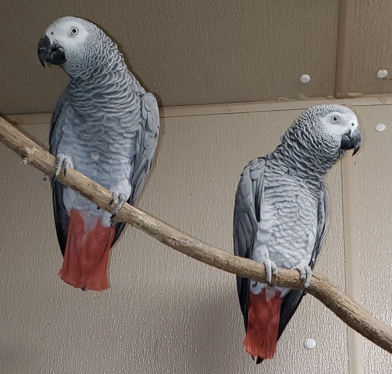 Two African gray parrots