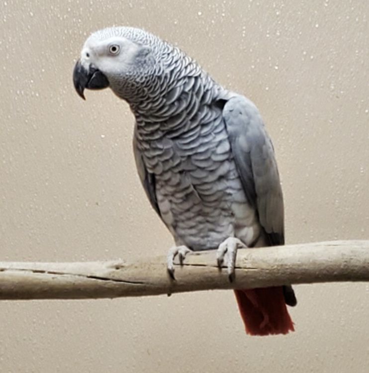 African gray parrot