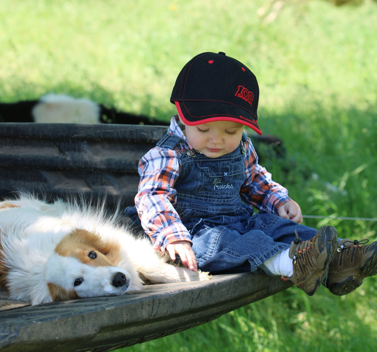 little boy sitting in wagon with a dog