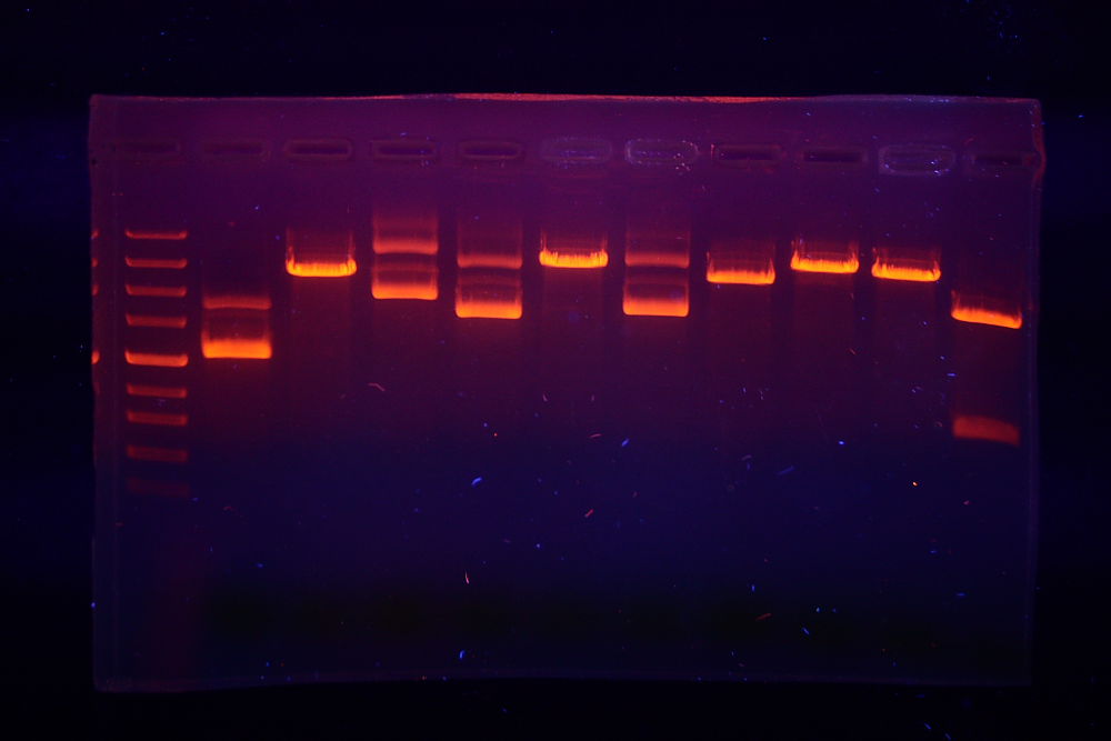 gel electrophoresis