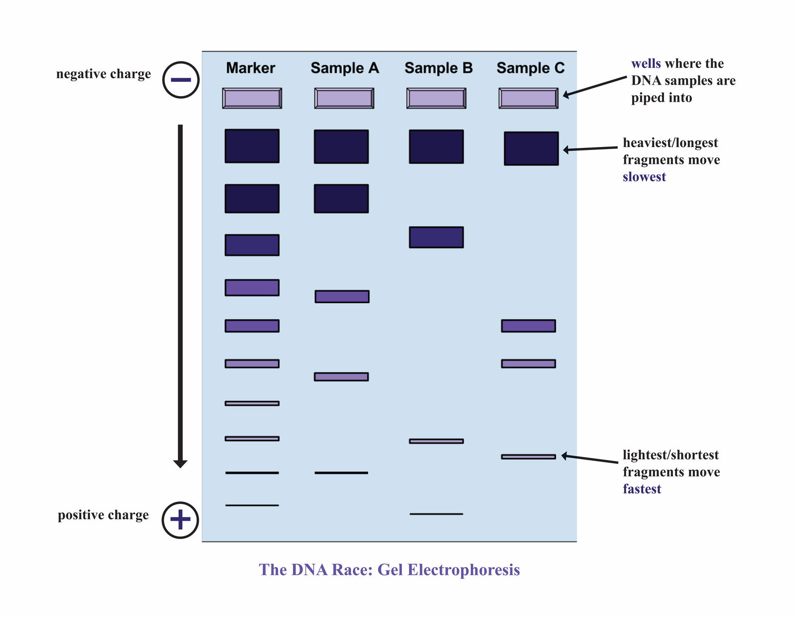 electrophoresis diagram