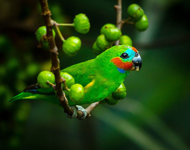 double eyed fig parrot sitting on branch