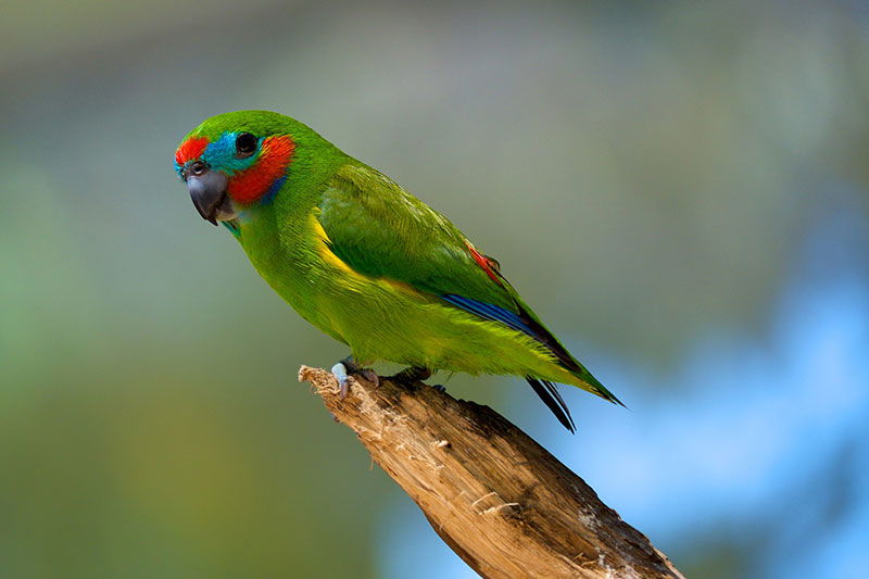 double eyed fig parrot sitting on branch