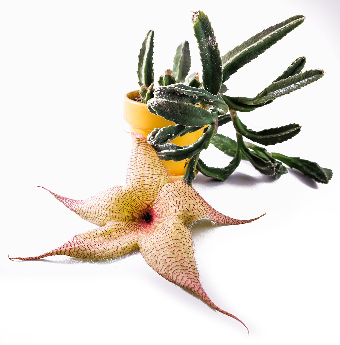 Fingerprint flower