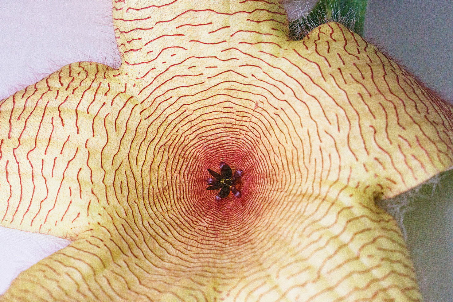 Fingerprint flower