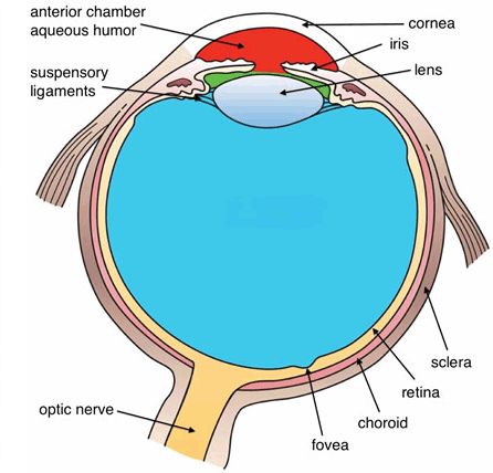 Human Eye