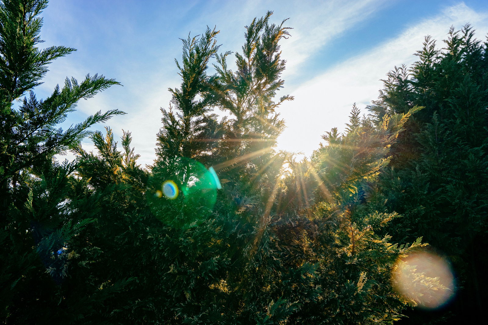 deciduous trees cycle