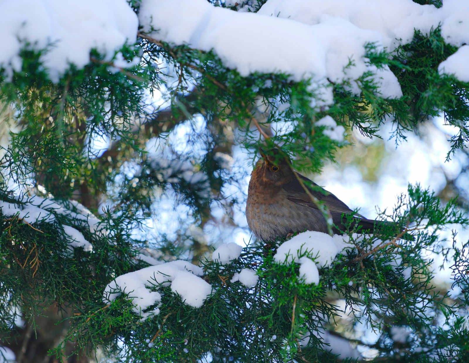 deciduous trees cycle