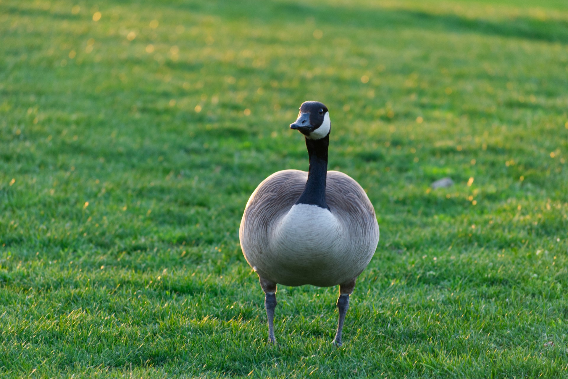 Canada goose in grassy field