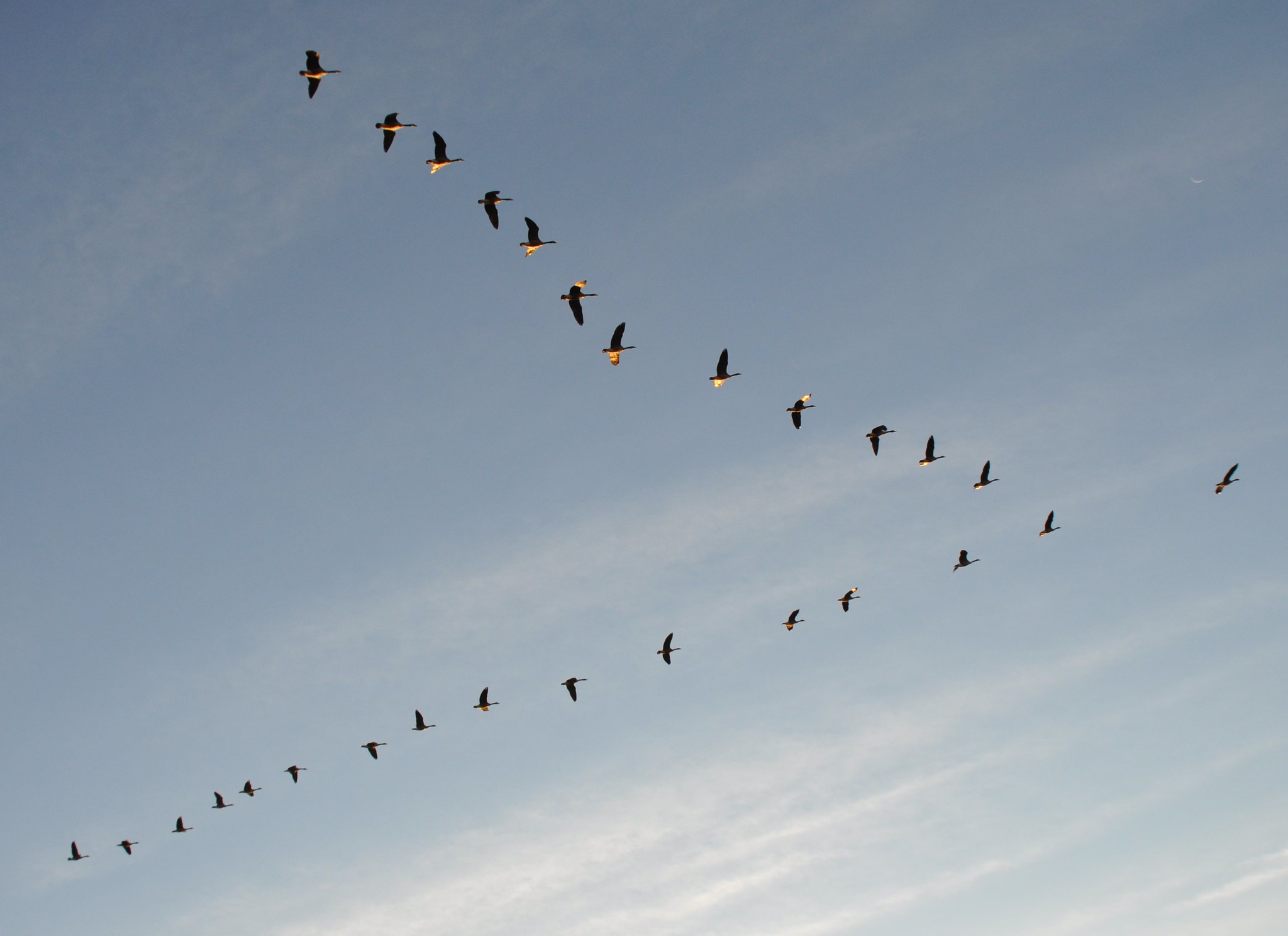 Geese flying in V shape