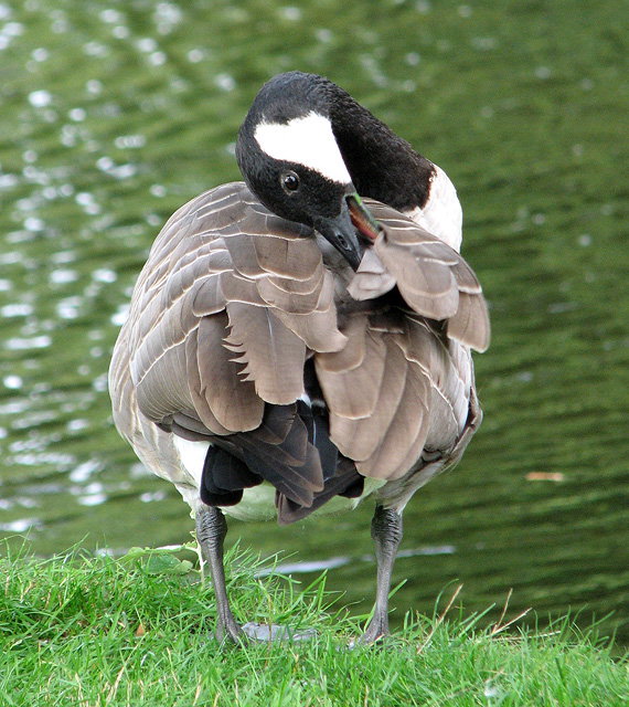 Goose preening its feathers