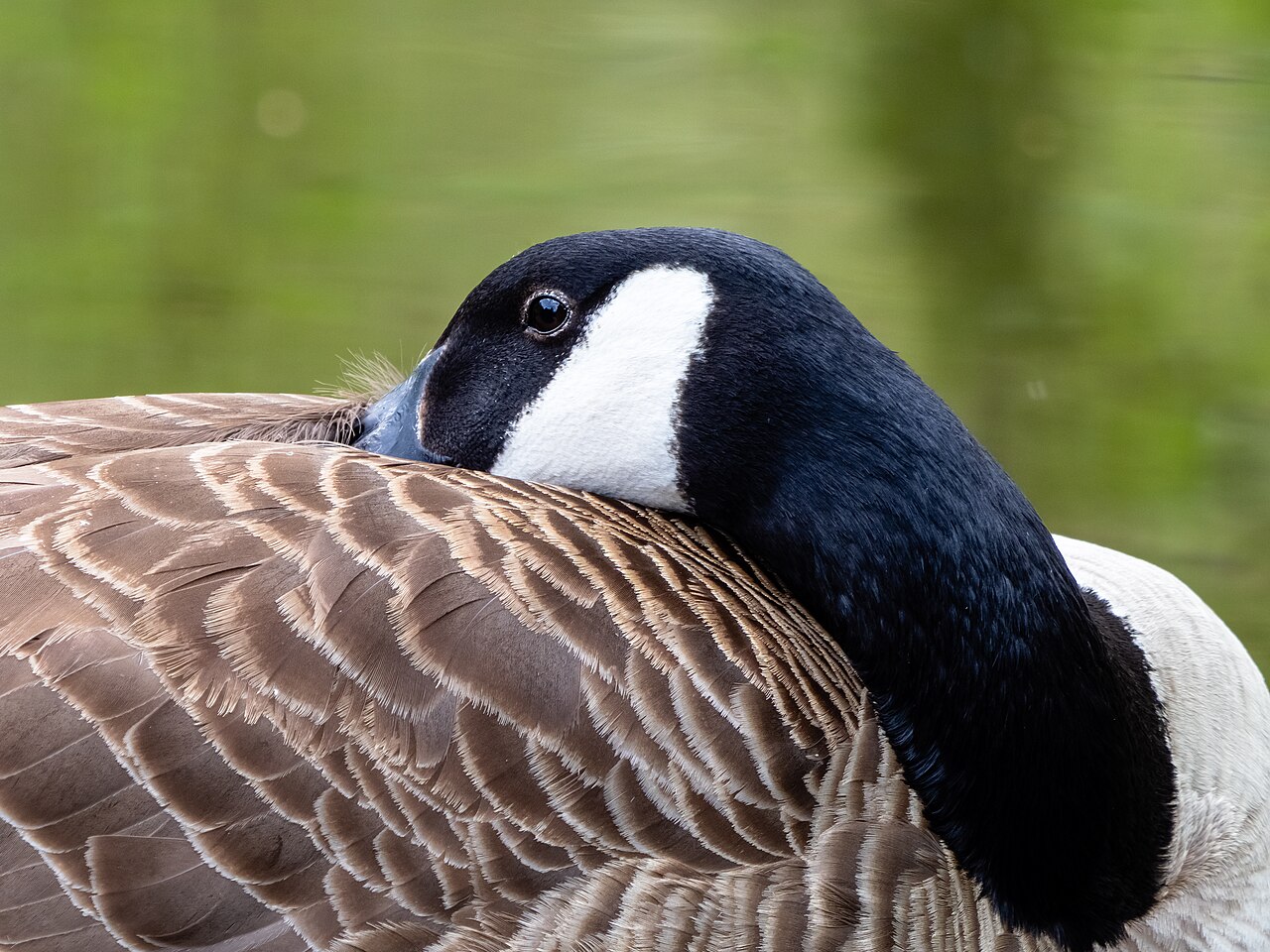 Closeup of goose