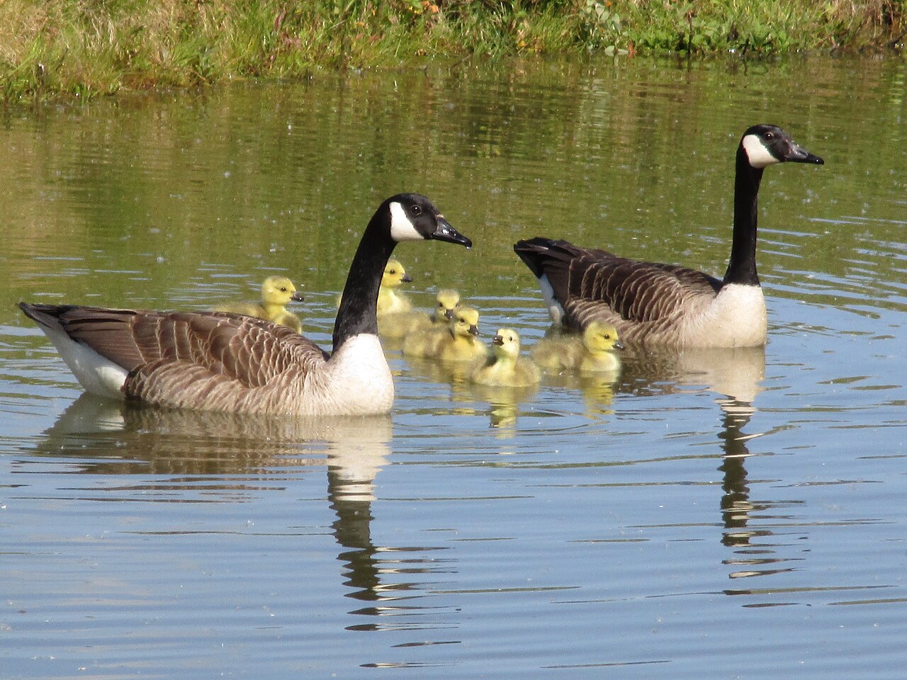 Goose family on water
