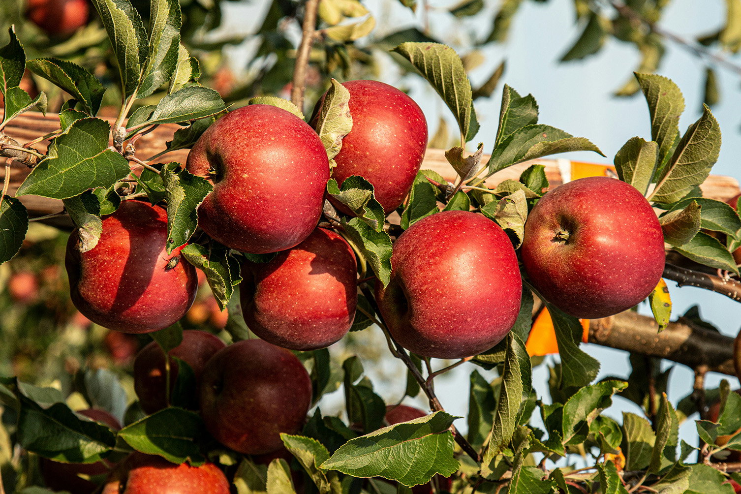 Apples on a tree branch