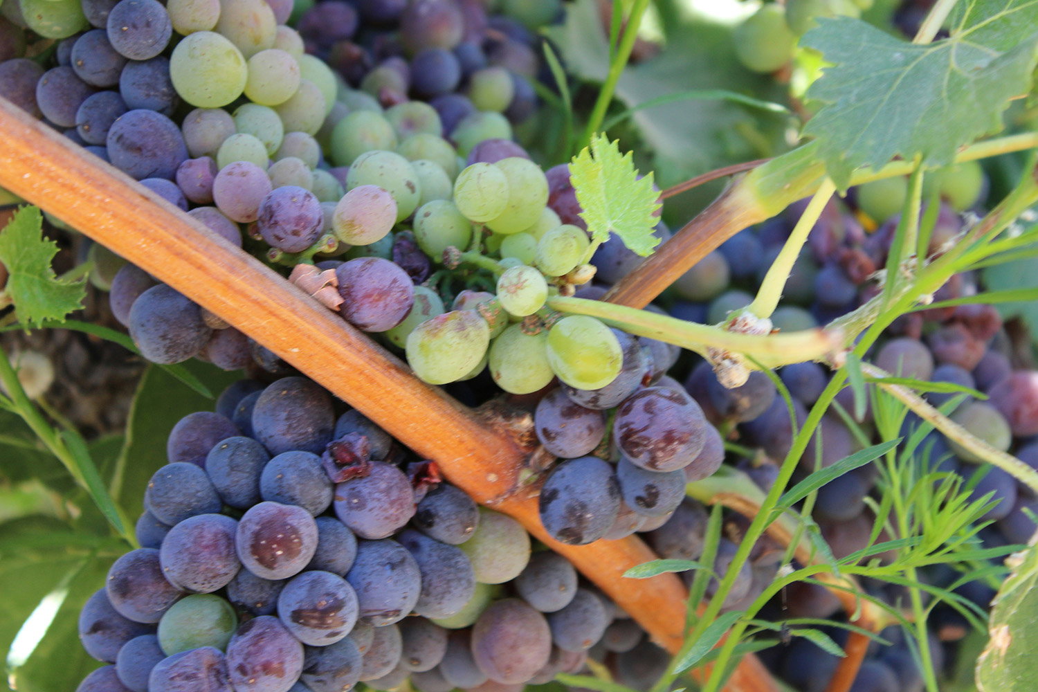 Bunches of grapes on vines