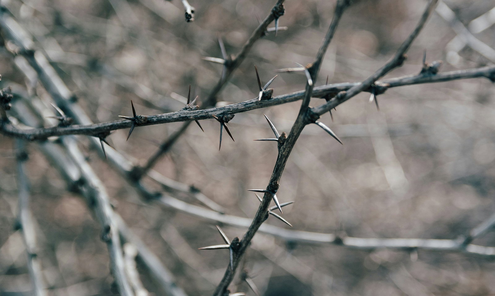 Thorny brambles