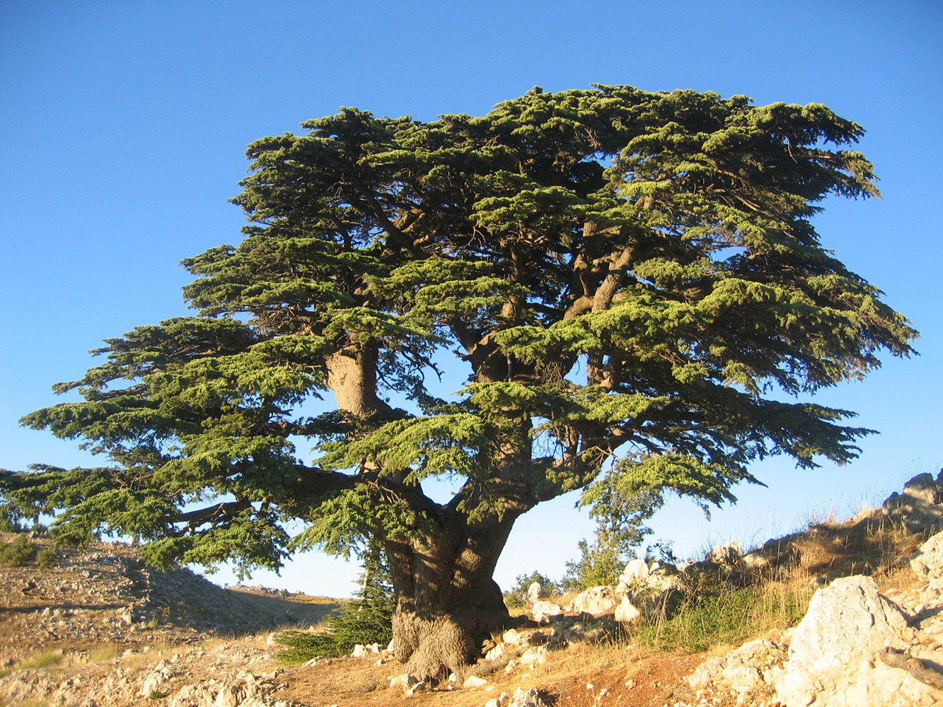 Cedar tree in arid landscape