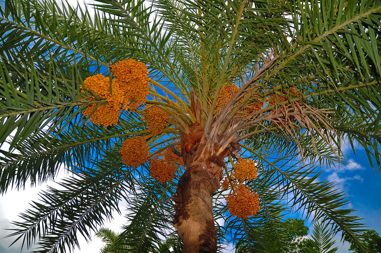 Date palm tree
