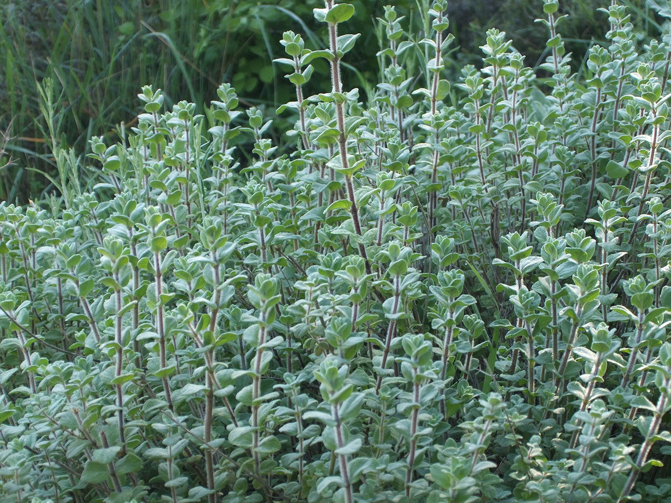 Hyssop plant