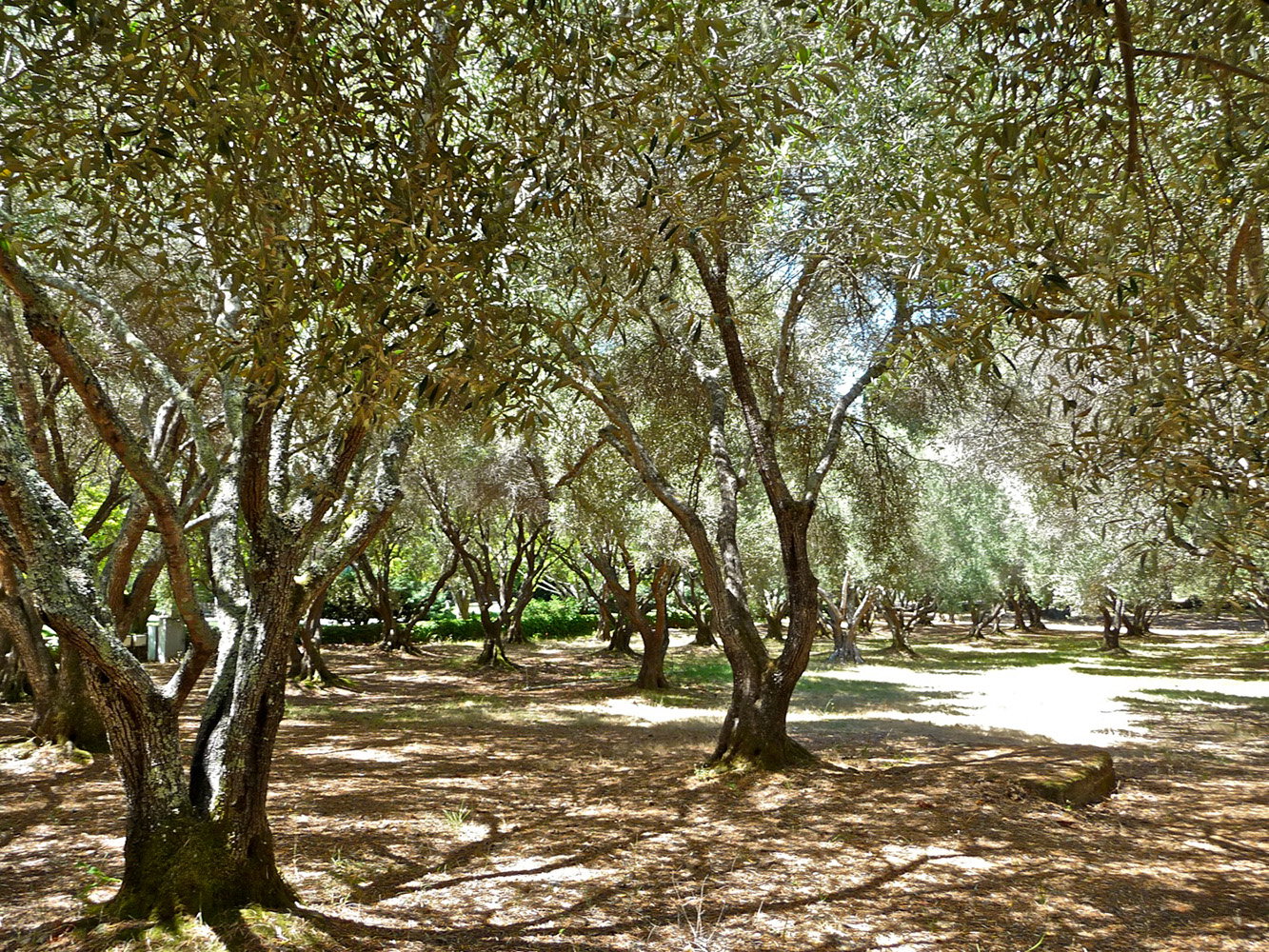 Olive tree orchard