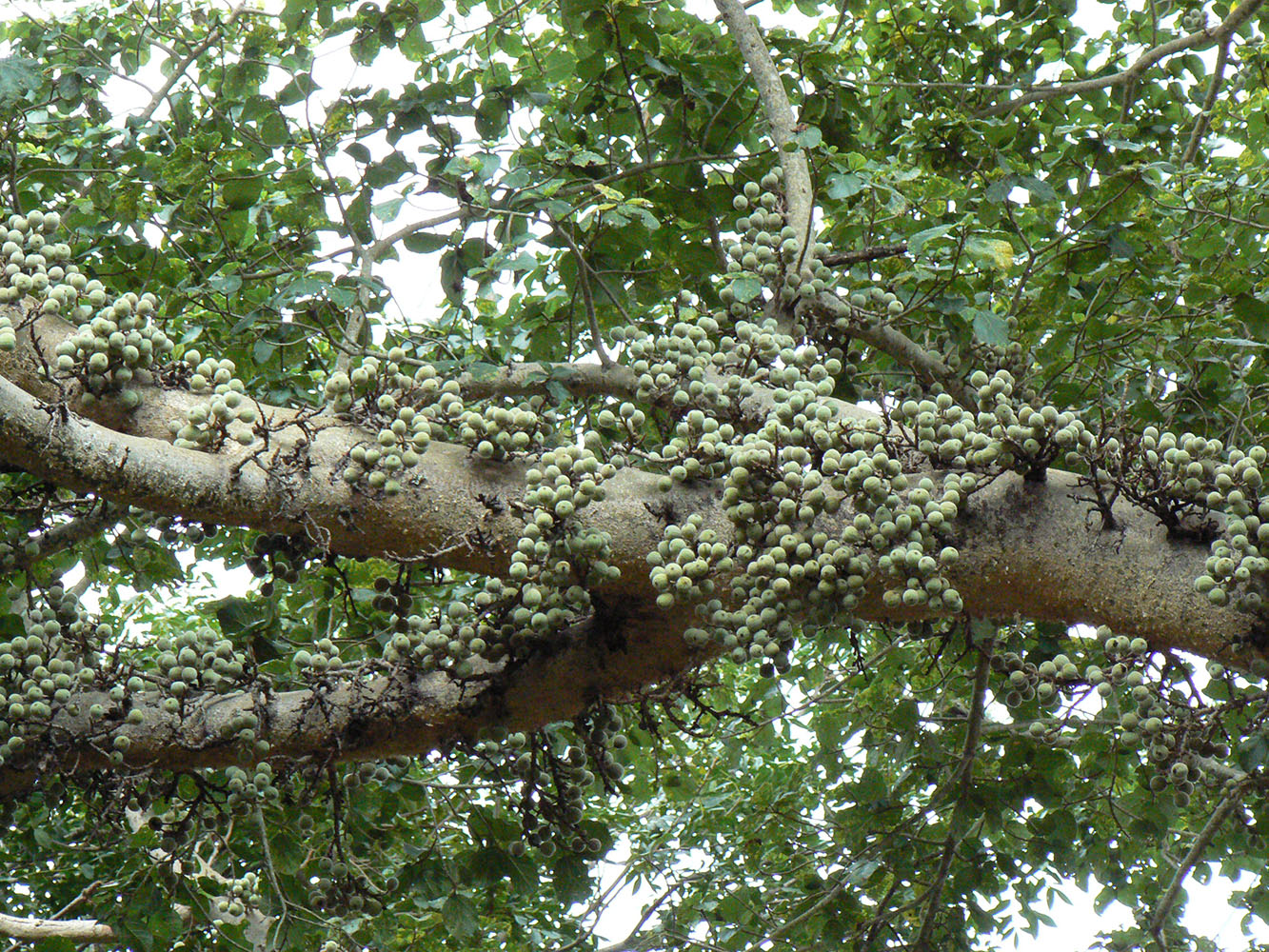 Sycamore tree branch
