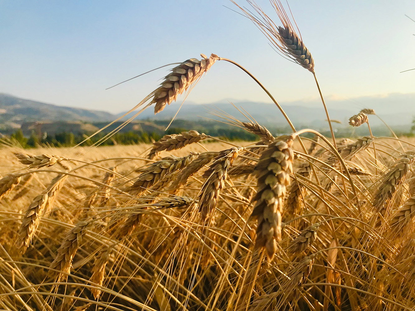 Field of wheat