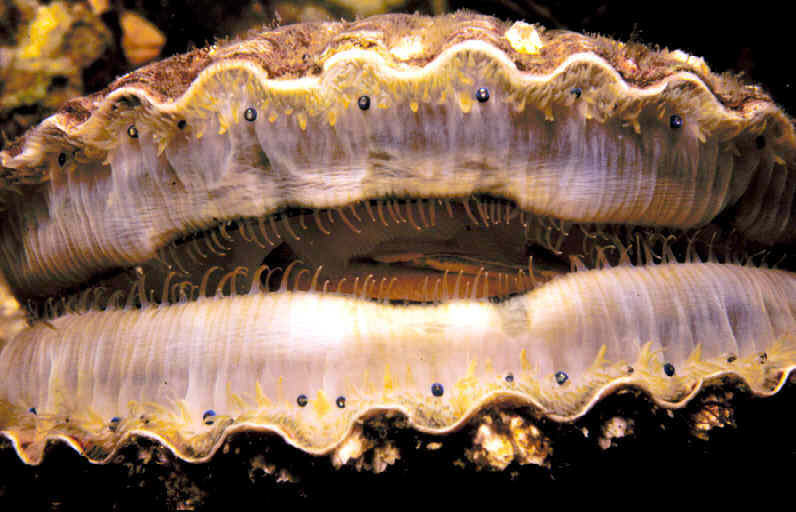 Scallop Eyes