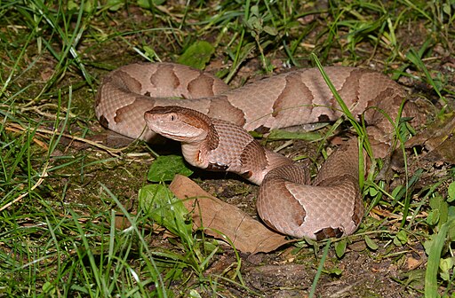 Copperhead Snake