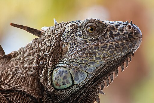 Iguana