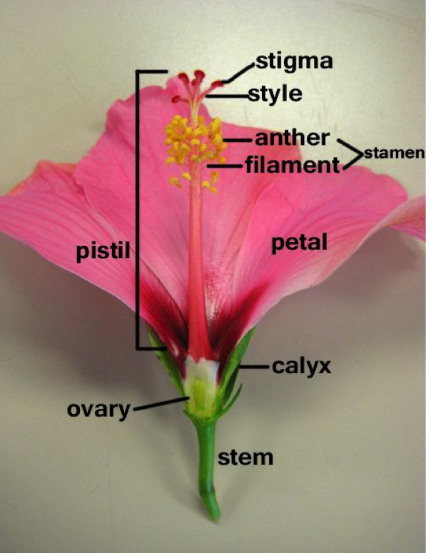 labeled flower diagram