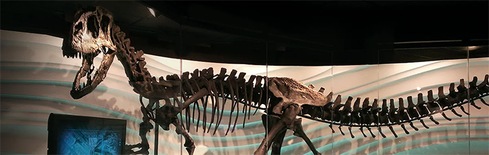 “Allosaurus