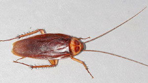 American Cockroach