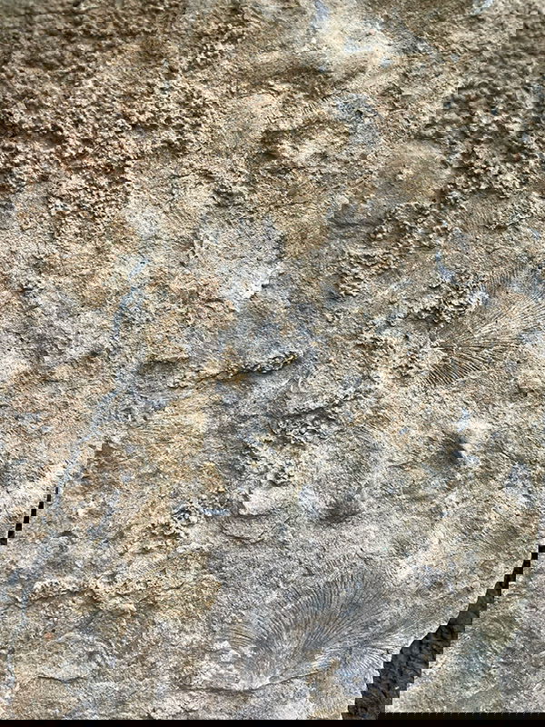 Fossil