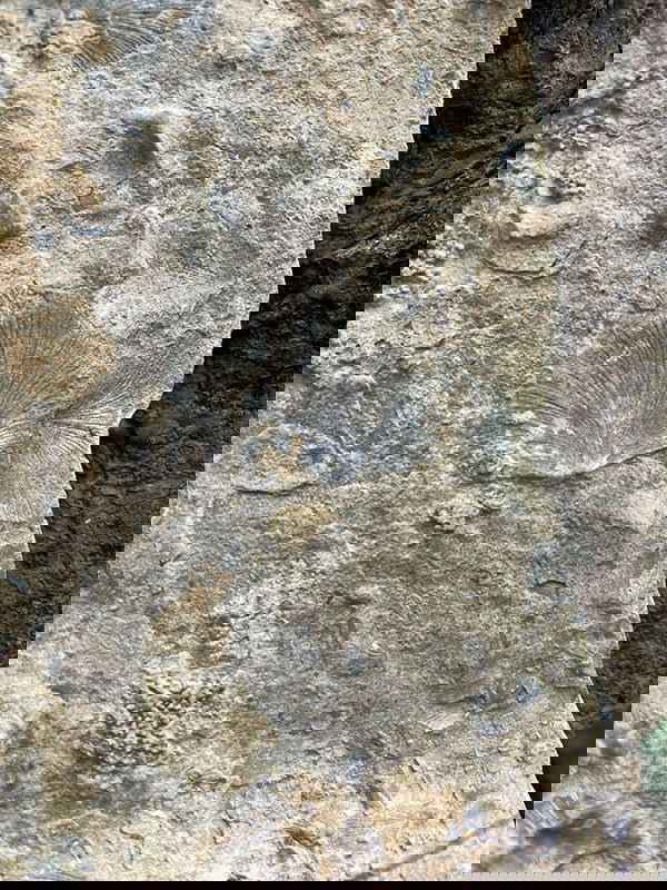 Fossil